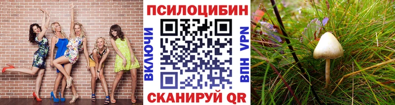Купить где  Ступино  Галлюциногенные грибы GOLDEN TEACHER 